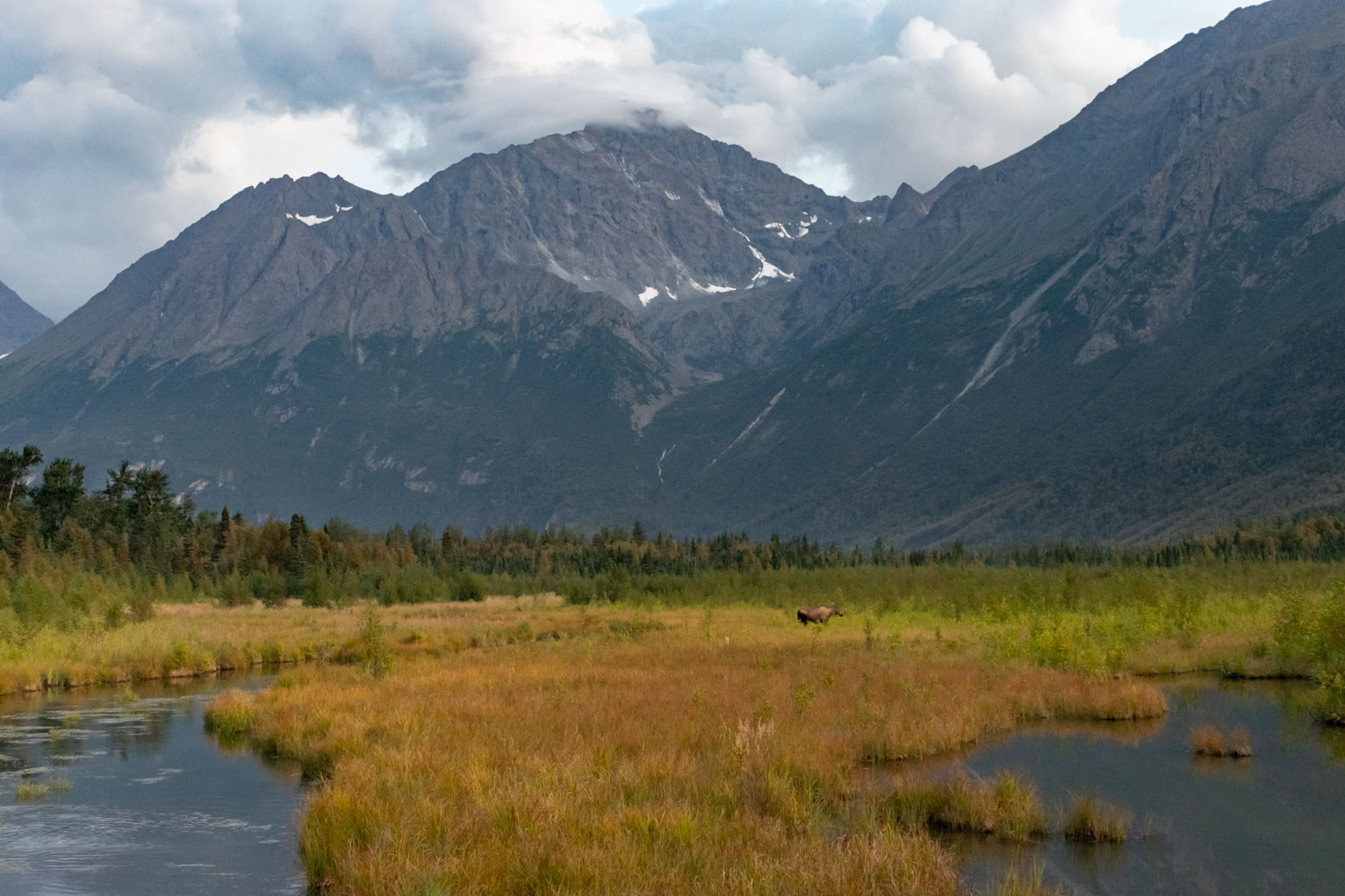 far off moose in meadowy wetlands with huge mountains in the distance